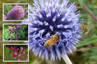 Hummel auf Blüte